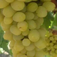 باغ انگور