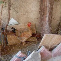 فروش مرغ گلین تخم گذار و جوان