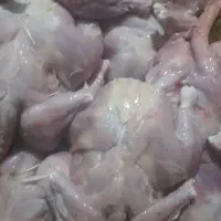 غذای سگ|لوازم جانبی حیوانات|گنبد کاووس, |دیوار