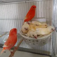 قناری ردفاکتور
