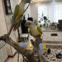 گرینچیک