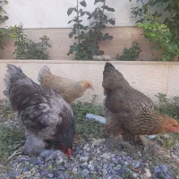 مرغ و خروس برهما جوان
