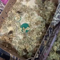 جوجه بلدرچین