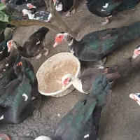 اردک اسراییلی ( روسی)