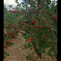 فروش-زمین