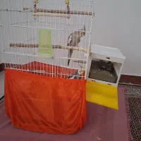 عروس هلندی نر و ماده و جوجه هاش