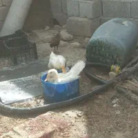 فروشی یک جفت اردک