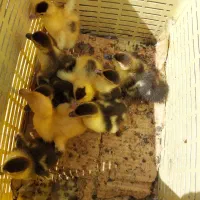 جوجه اردک اسرائیلی