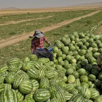 حمل نقل باربری ،ایسوزو،تک ،جفت،تریلی