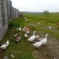تعداد ۱۰عدد غاز بالغ