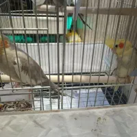 جفت عروس هلندی مولد