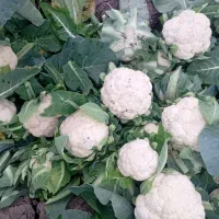 نهال گل کلم