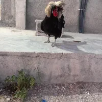 خروس فروشی،خریدارلطفا پیام بگذارید