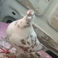 کفتر