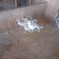 غاز