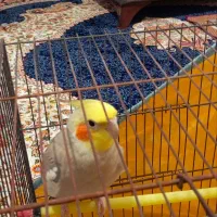 عروس هلندی