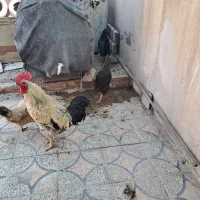 مرغ و خروس