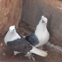 کبوتر