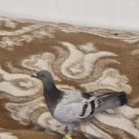 کفتر سبز المانی