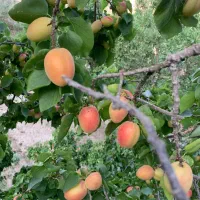 زردالو پیوندی روبیات