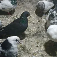 ماده پلاکی غریب گیری