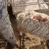 نیازمند یک نفرکارگر