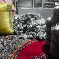 تخمه خوی