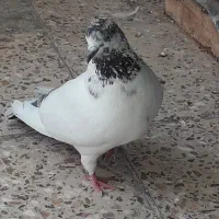 کبوتر کله دم سبز