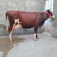 گاو قرمز اصیل نژاد شیری