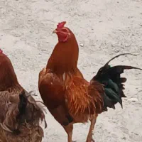 خروس جوان وسرحال