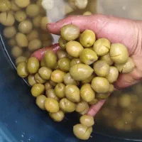 زیتون شکسته کنسروی بدون تلخی