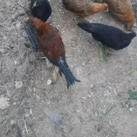 نیمچه درشت