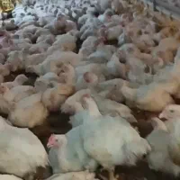 انبار مرغ دلفی ۲۶۵....