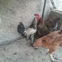 مینیاتوری