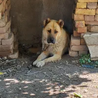 سگ سرابی