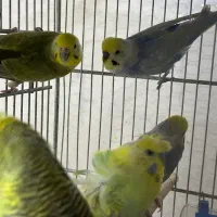 مرغ عشق و عروس