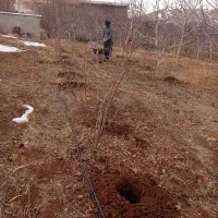 خدمات کشاورزی و باغبانی هرس چالکود سمپاشی تیلر