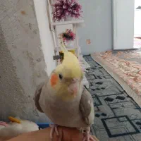 پودنک