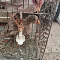 جوجه ماشینی