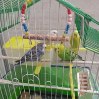 مرغ عشق بسیار سرحال مست