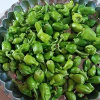 فلفل خوراکی