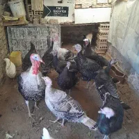 بوقلمون خانگی فروشی