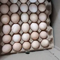 تخم مرغ تخم غاز نطفه دار،غاز روسی مرغ