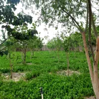 قطعات ۱۰۰۰ متری باغ سنددار / نزدیک اصفهان