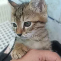 گربه