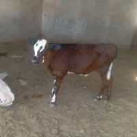 گوساله نر صنعتی