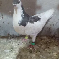 کبوتر خال قهوه ای