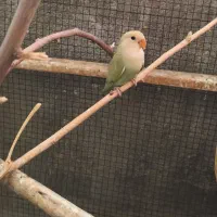 جفت جوجه طوطی برزیلی