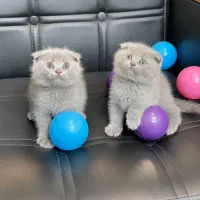 بچه. گربه. اسکاتیش. پرشین بی واسطه. تخفیف