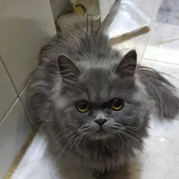 پرشین اگزاتیک ،راشن بلو و  اسکاتیش فولدکالیکو